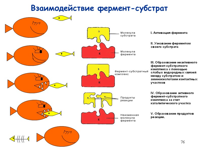 76 Взаимодействие фермент-субстрат